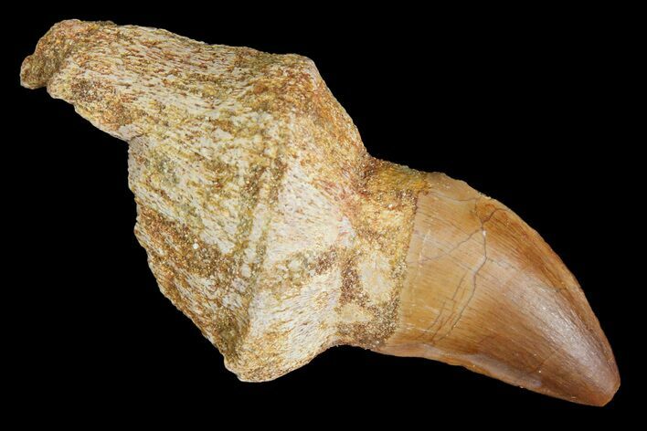 Fossil Partially Rooted Mosasaur (Prognathodon) Tooth - Morocco #163901
